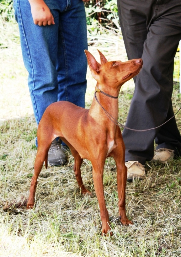 Cirneco Photo